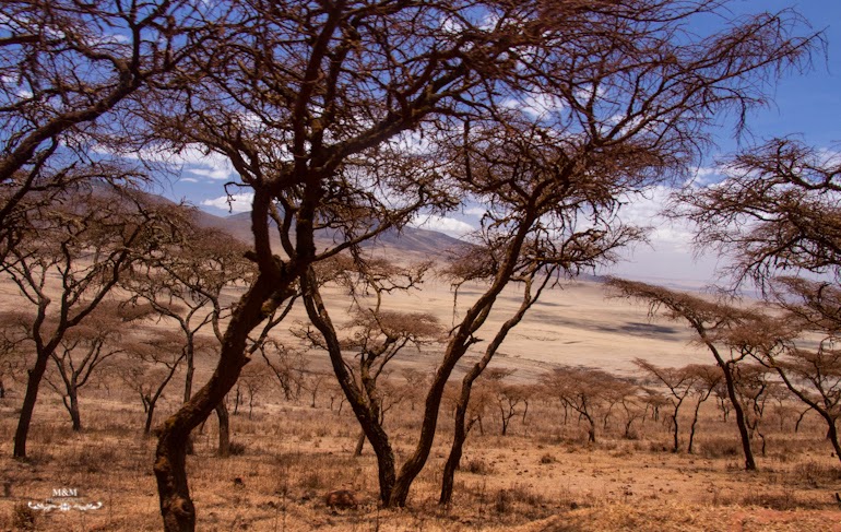 ngorongoro krater safari tanzania 22