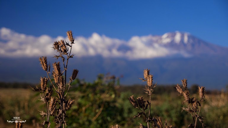 ngorongoro krater safari tanzania 24