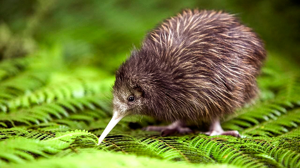 kiwi