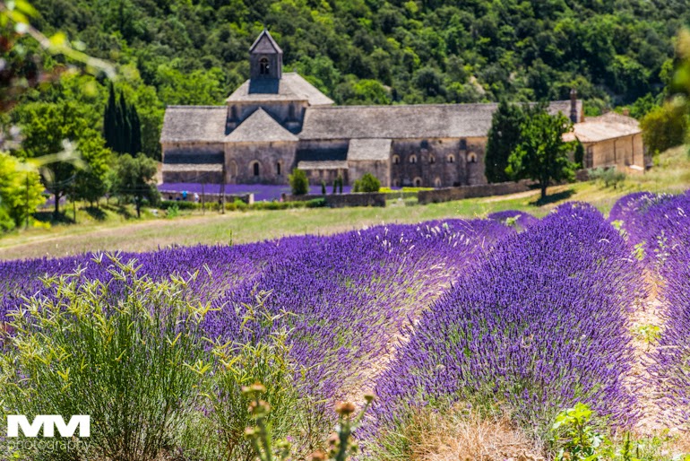 orange abbaye senanque gordes 12