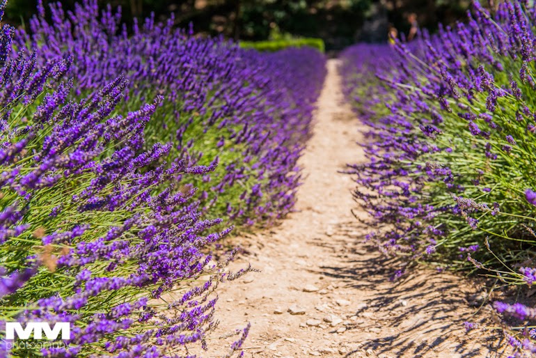 orange abbaye senanque gordes 16