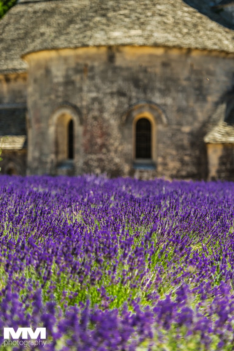 orange abbaye senanque gordes 21