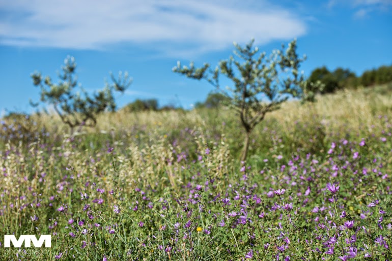 roussillon sault simiane la rotonde 40