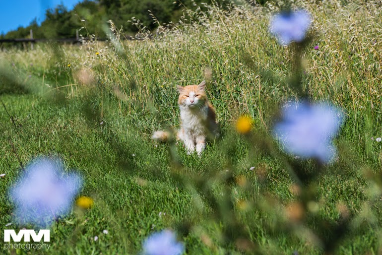 roussillon sault simiane la rotonde 45