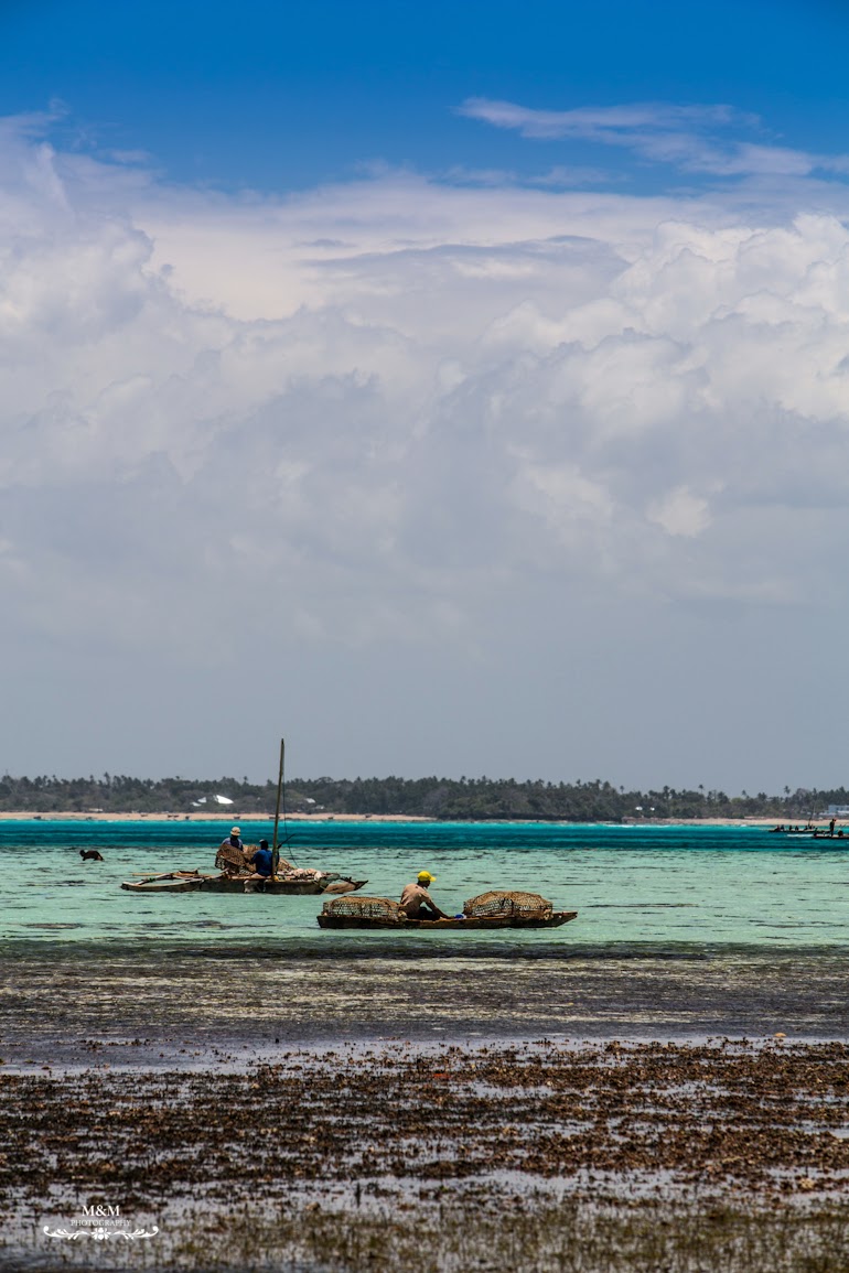 safari blue zanzibar 19