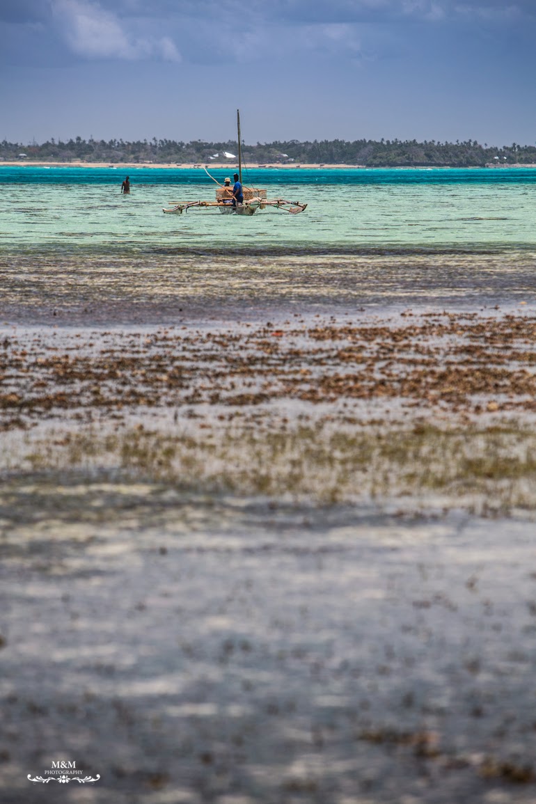 safari blue zanzibar 20