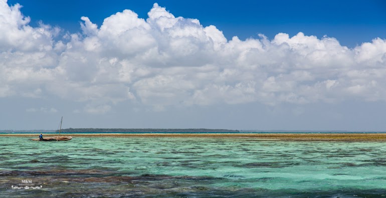 safari blue zanzibar 26