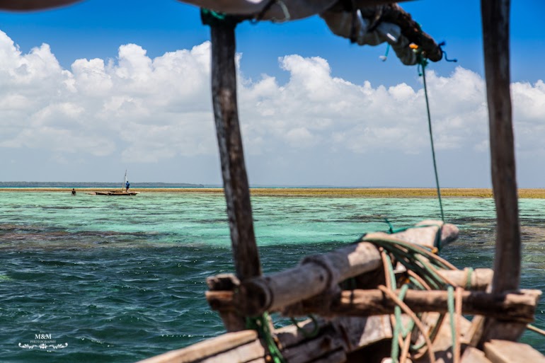 safari blue zanzibar 28