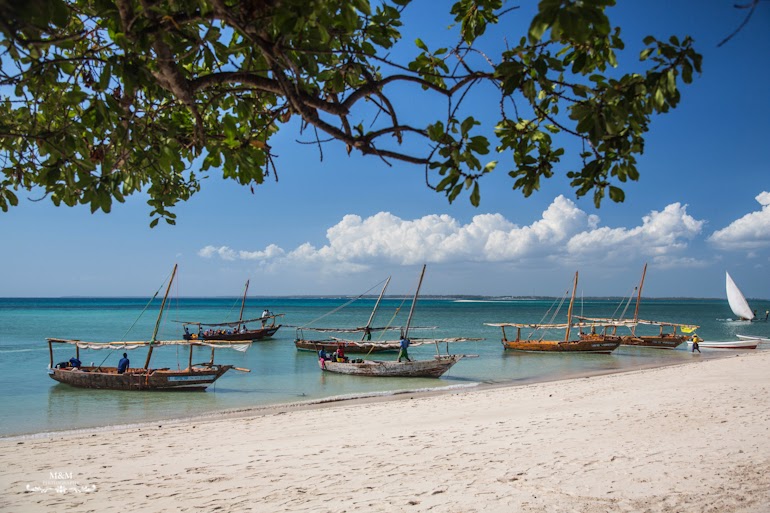 safari blue zanzibar 50