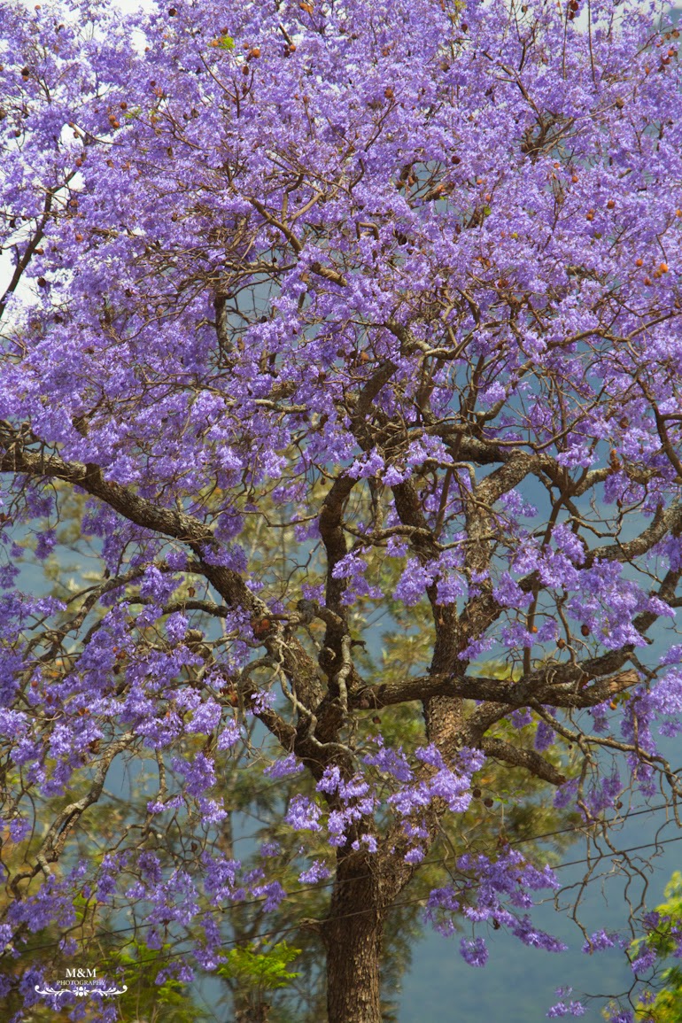 safari park tarangire tanzania 02