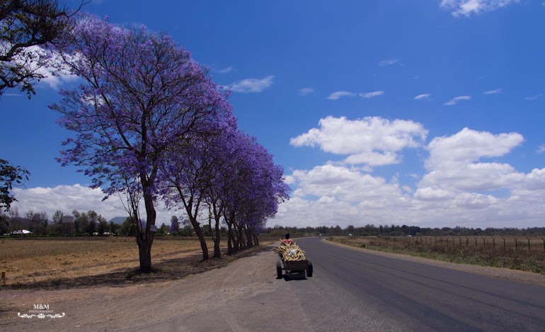 safari park tarangire tanzania 03