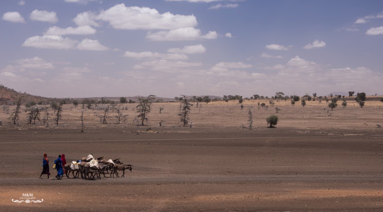 safari park tarangire tanzania 05