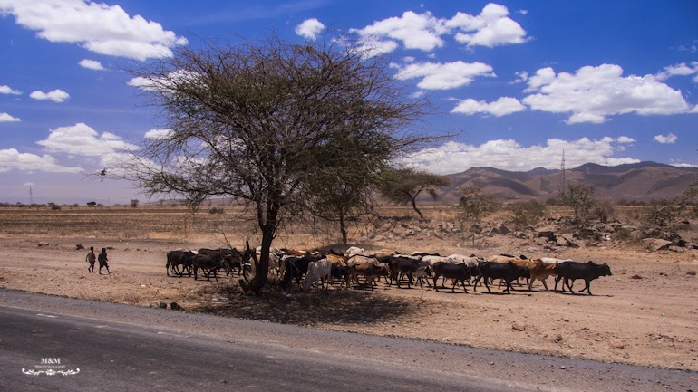 safari park tarangire tanzania 06