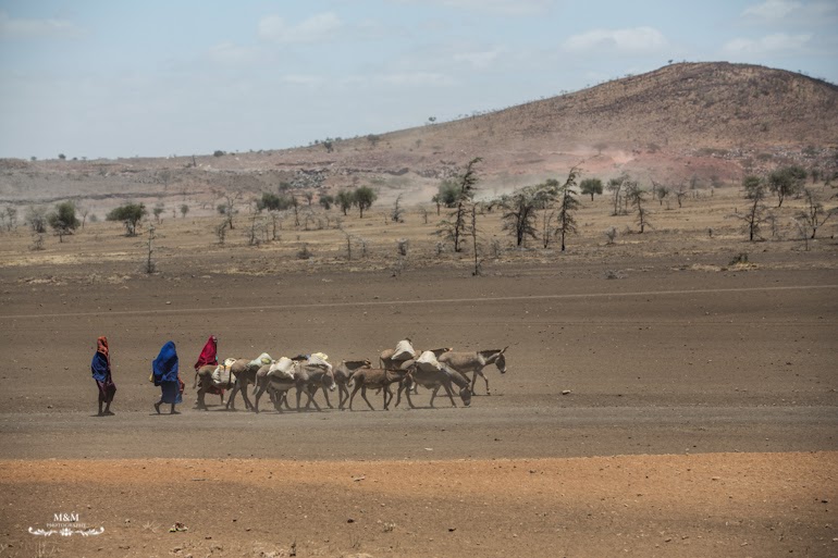 safari park tarangire tanzania 08