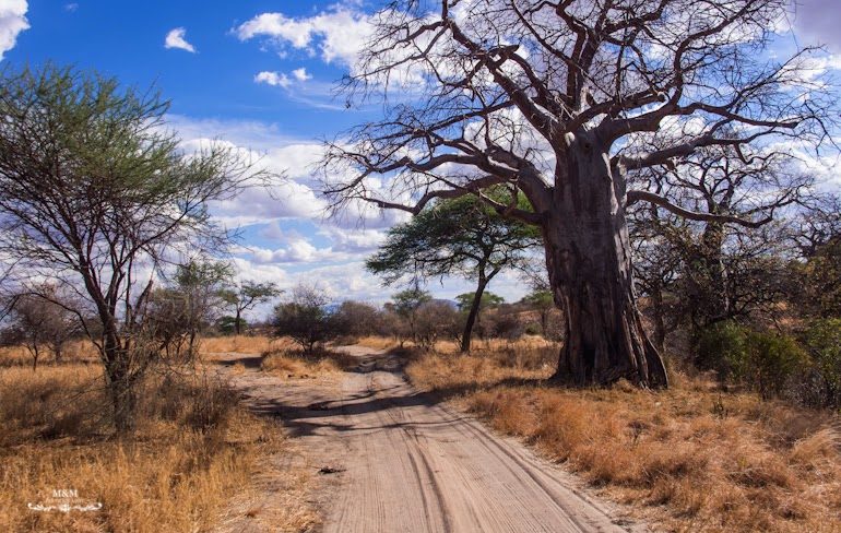 safari park tarangire tanzania 11