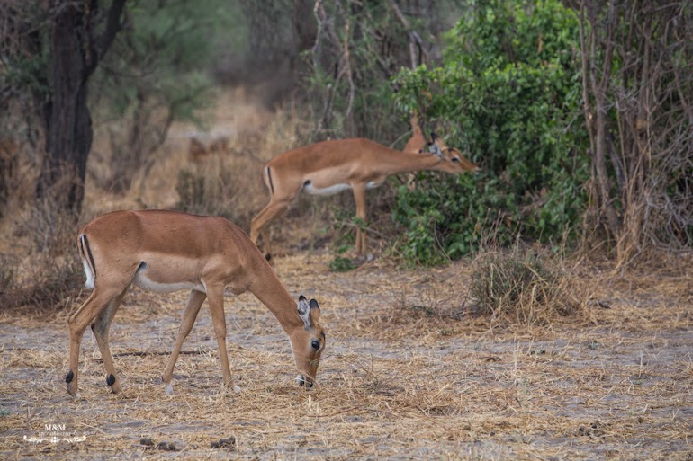 safari park tarangire tanzania 13