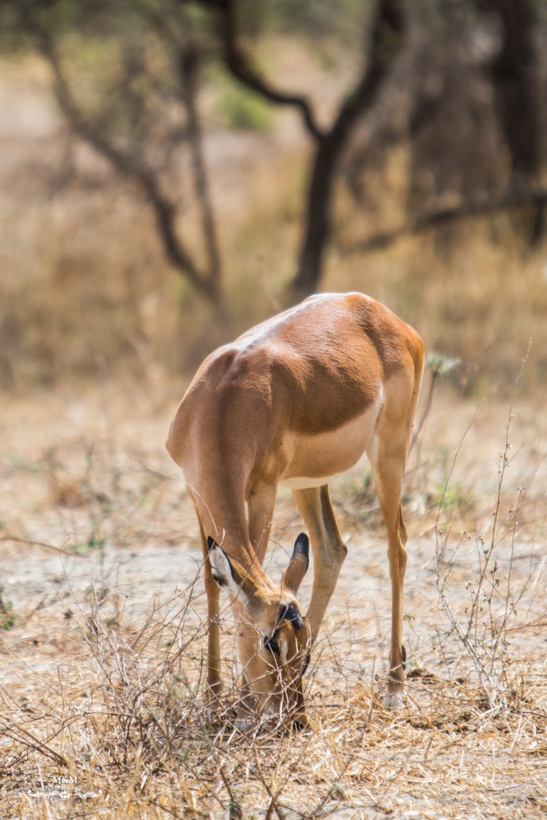 safari park tarangire tanzania 14