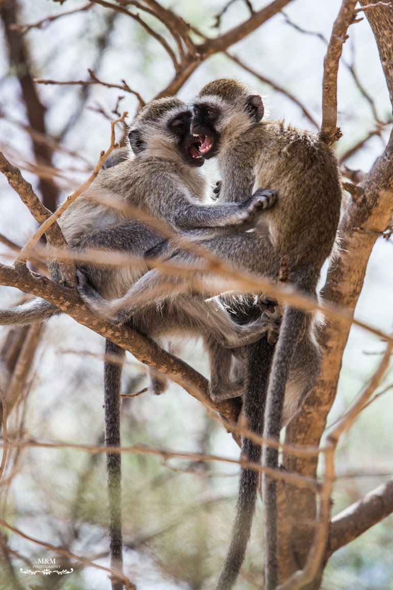 safari park tarangire tanzania 15