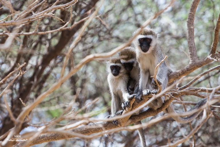 safari park tarangire tanzania 16