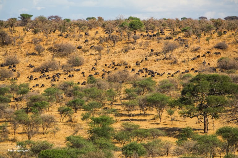 safari park tarangire tanzania 17