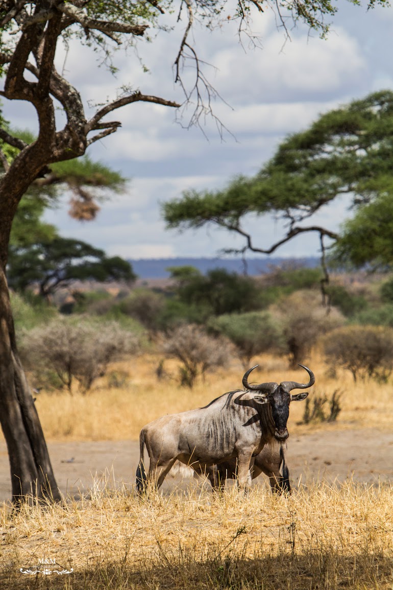 safari park tarangire tanzania 18