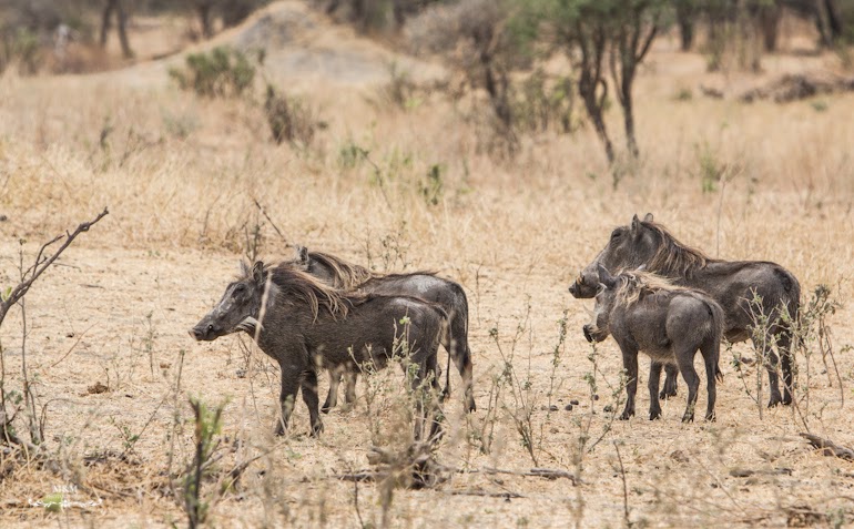 safari park tarangire tanzania 19