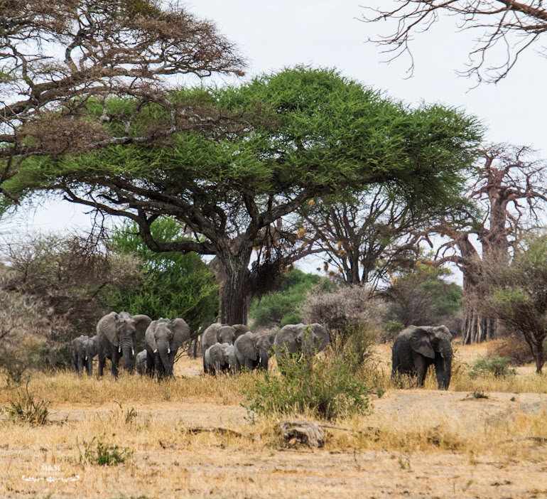 safari park tarangire tanzania 20