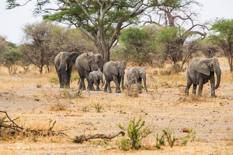 safari park tarangire tanzania 21