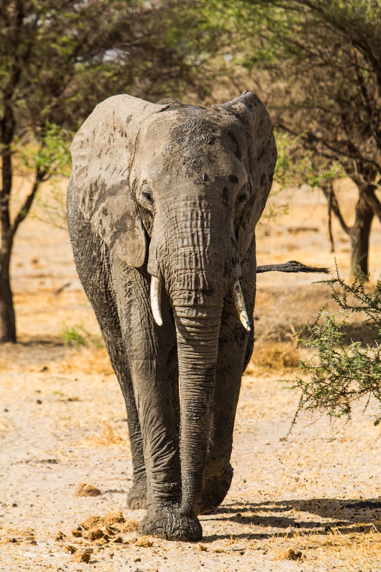 safari park tarangire tanzania 22