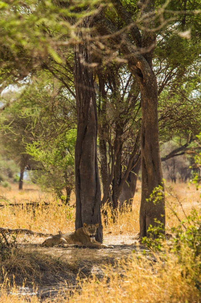 safari park tarangire tanzania 24