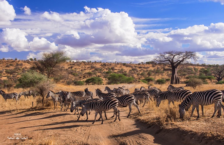 safari park tarangire tanzania 25
