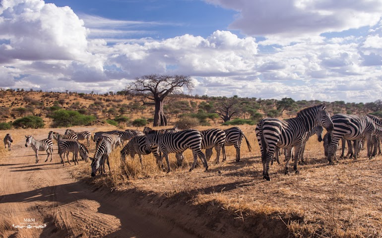 safari park tarangire tanzania 26
