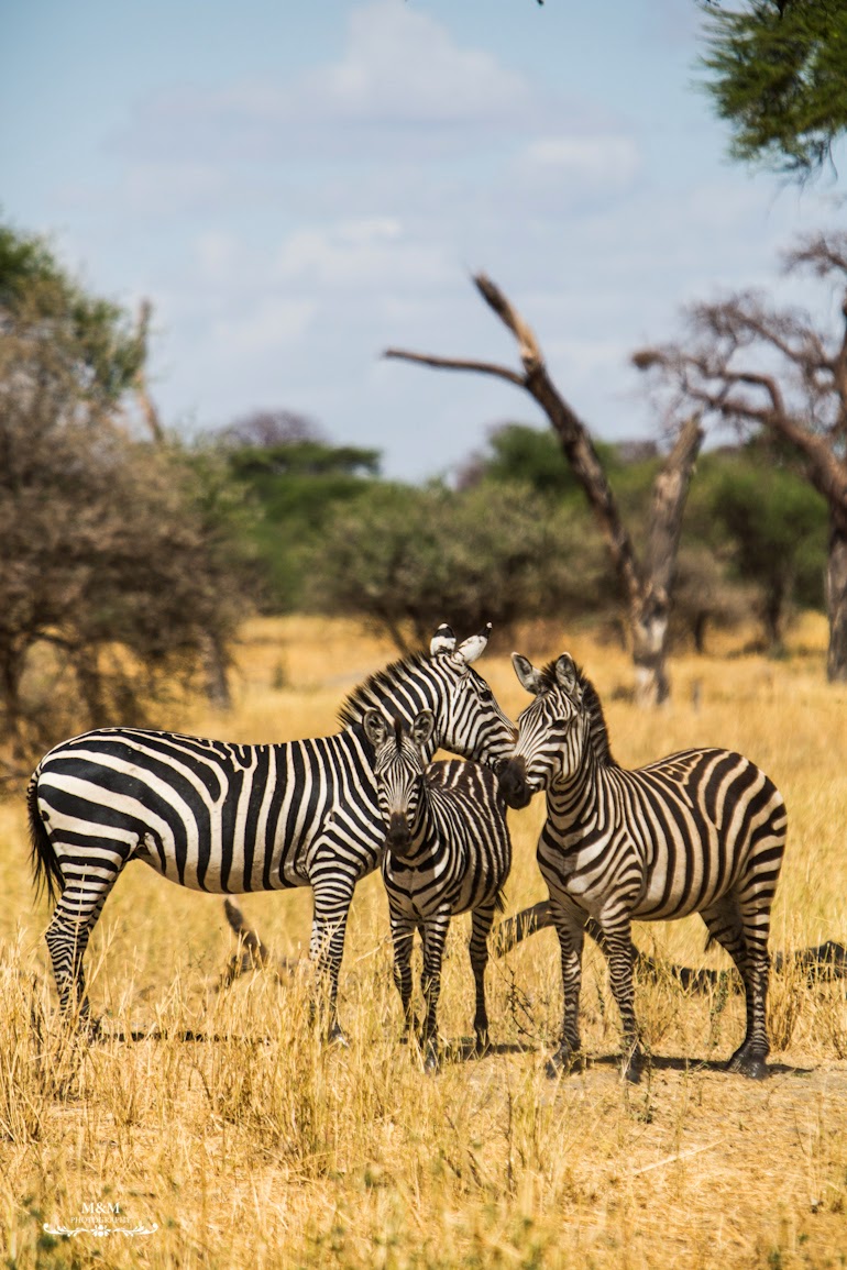 safari park tarangire tanzania 29