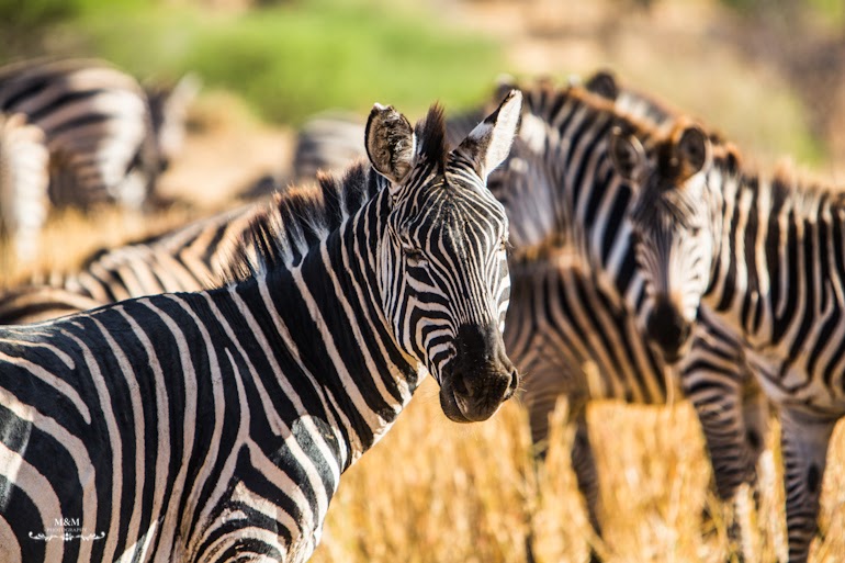 safari park tarangire tanzania 30