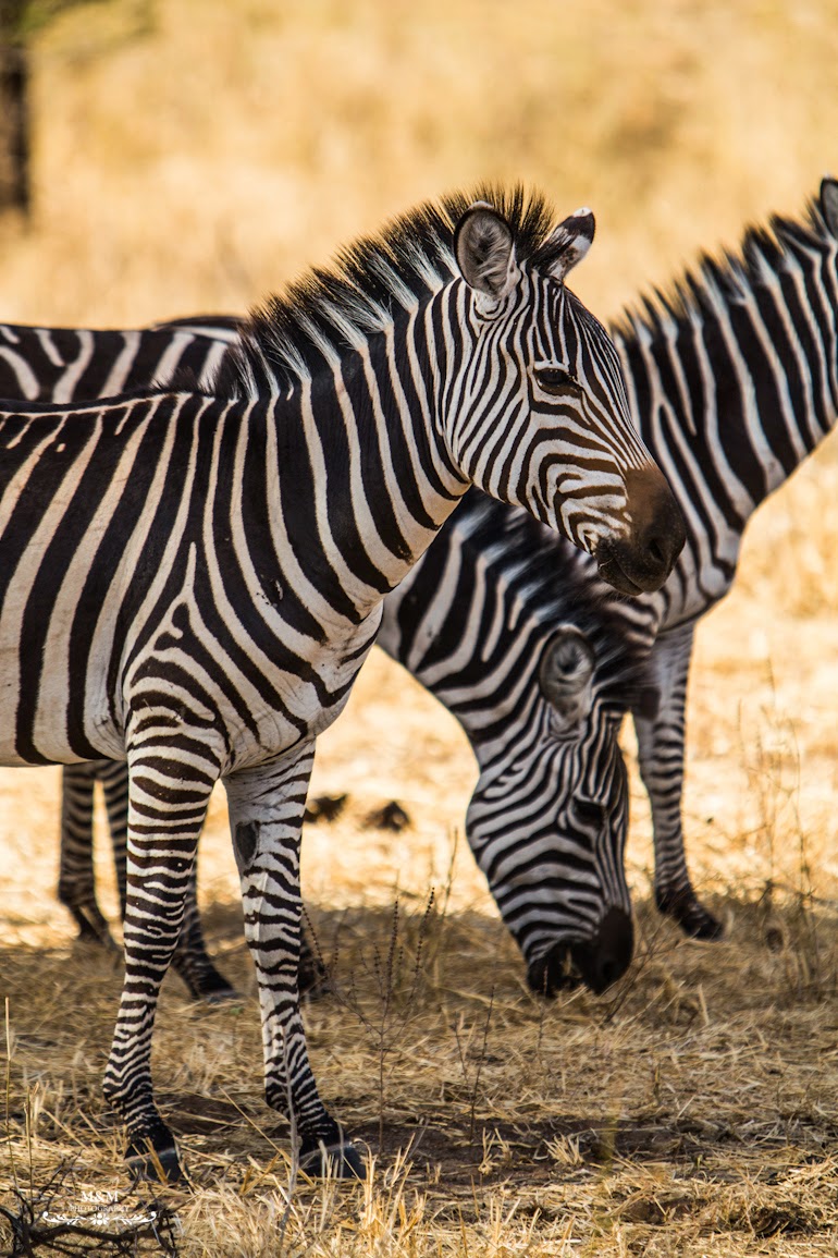 safari park tarangire tanzania 31