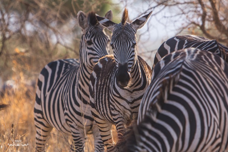 safari park tarangire tanzania 32