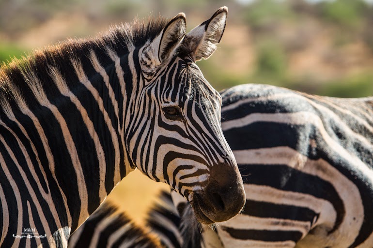 safari park tarangire tanzania 33