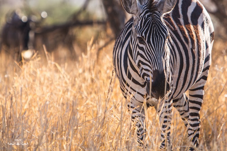 safari park tarangire tanzania 34