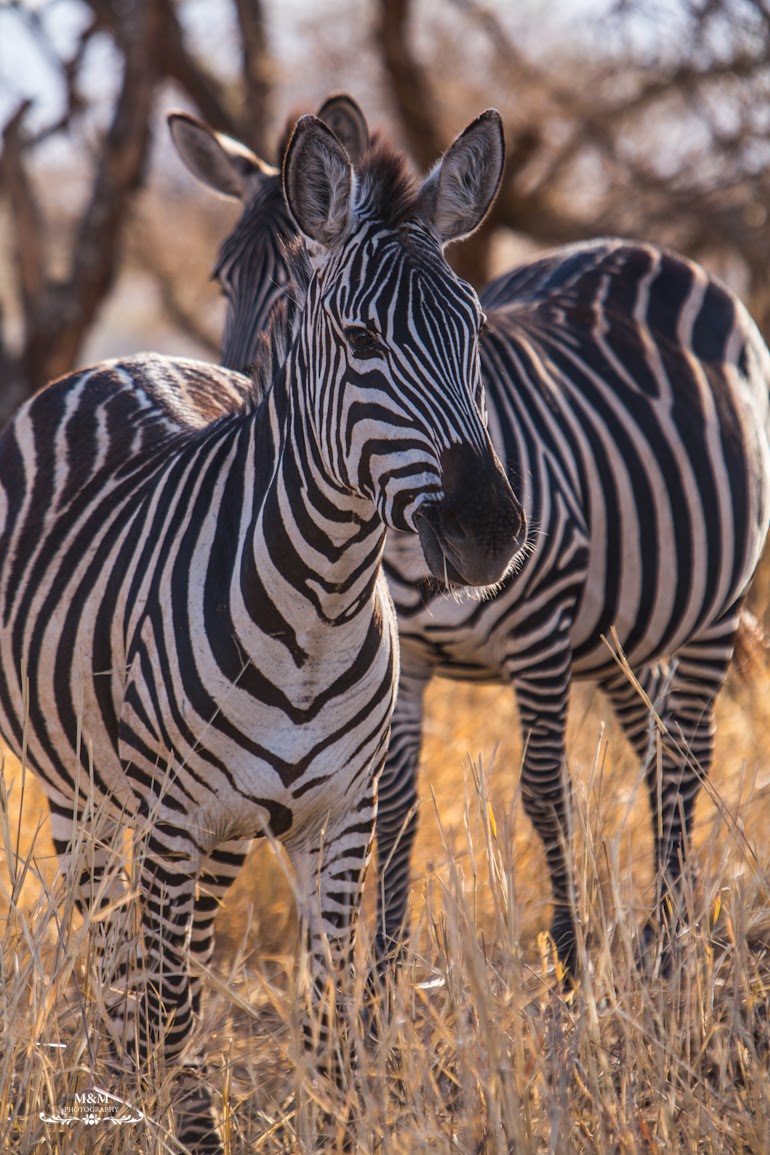 safari park tarangire tanzania 35