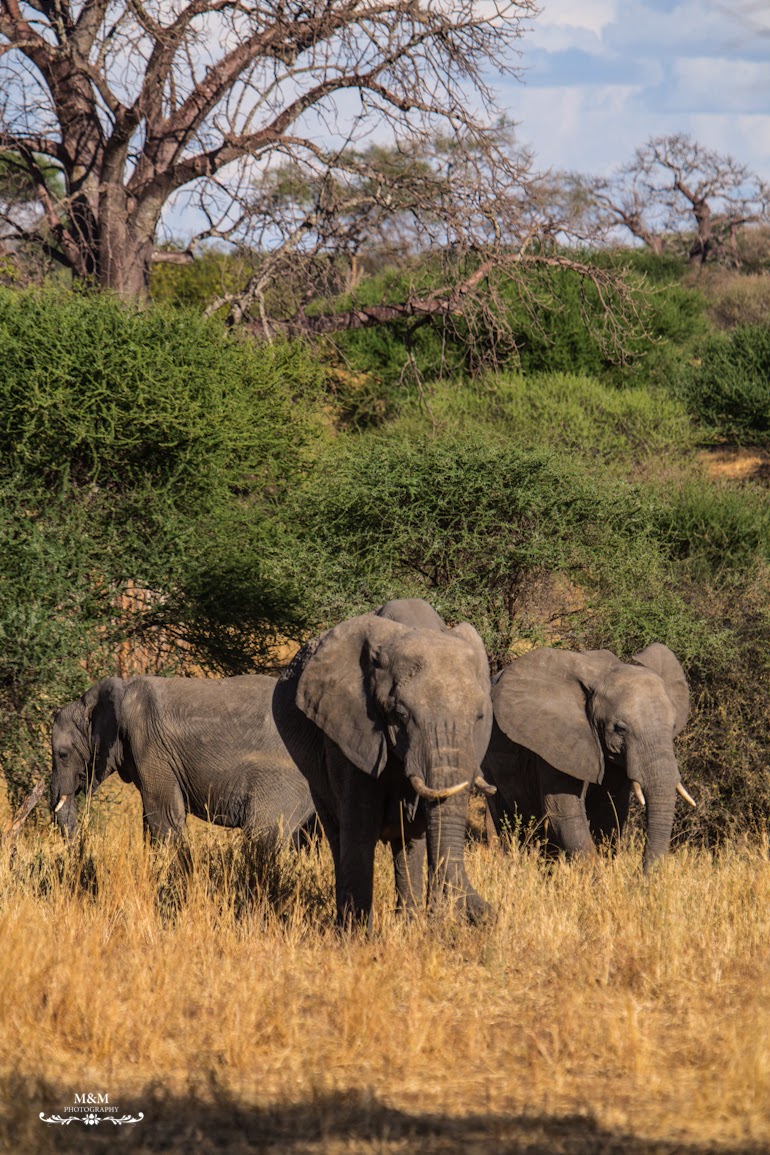 safari park tarangire tanzania 36