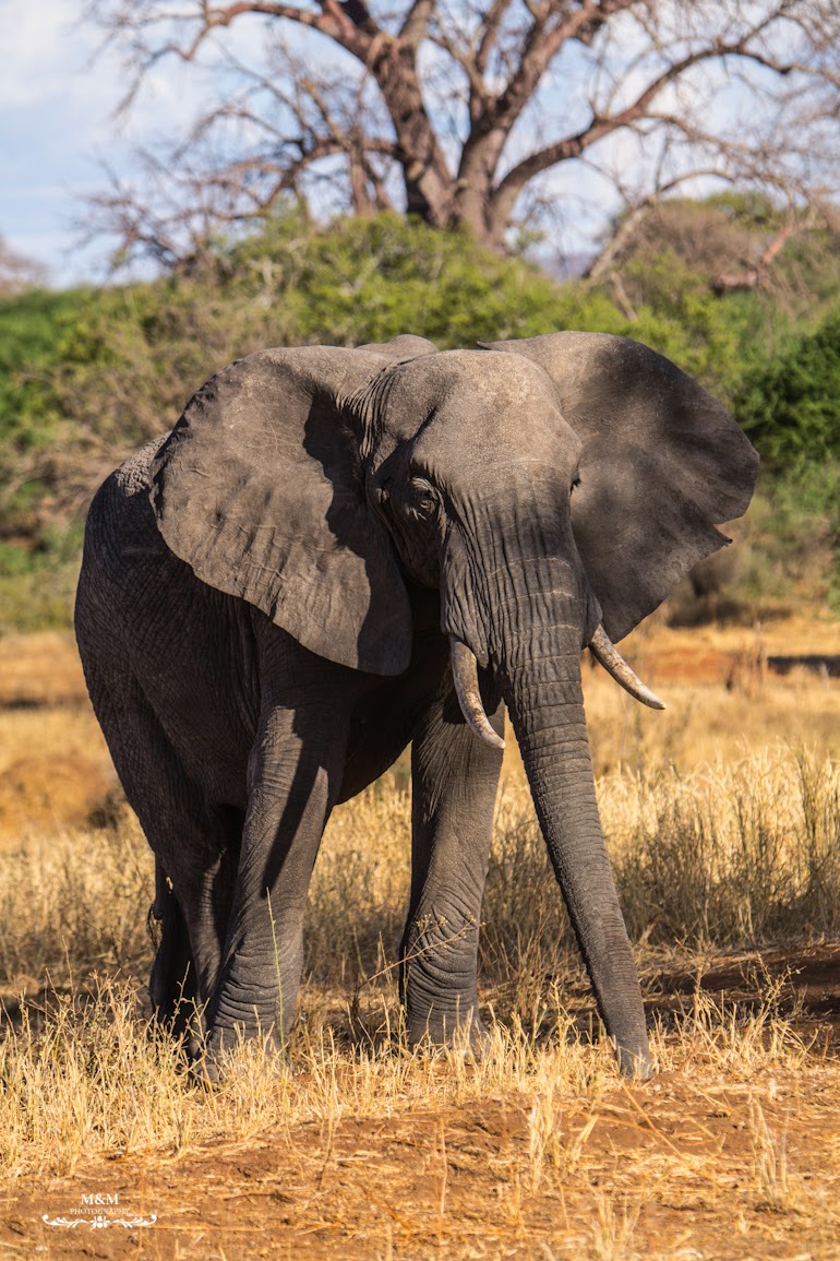 safari park tarangire tanzania 37
