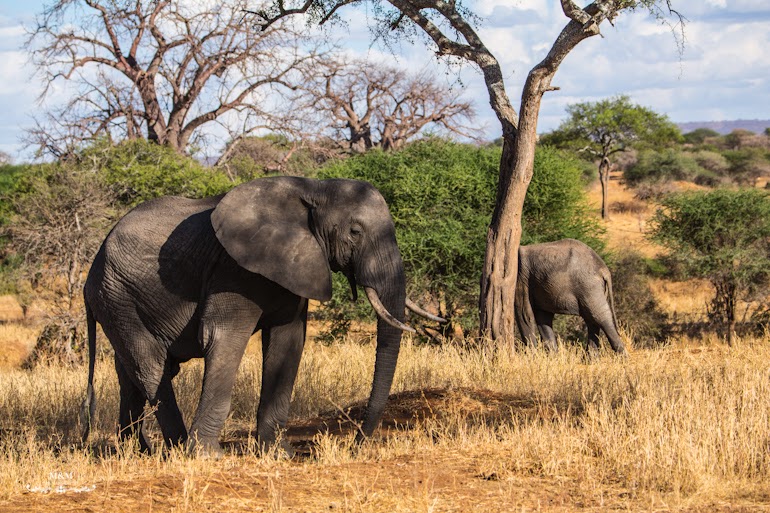 safari park tarangire tanzania 38