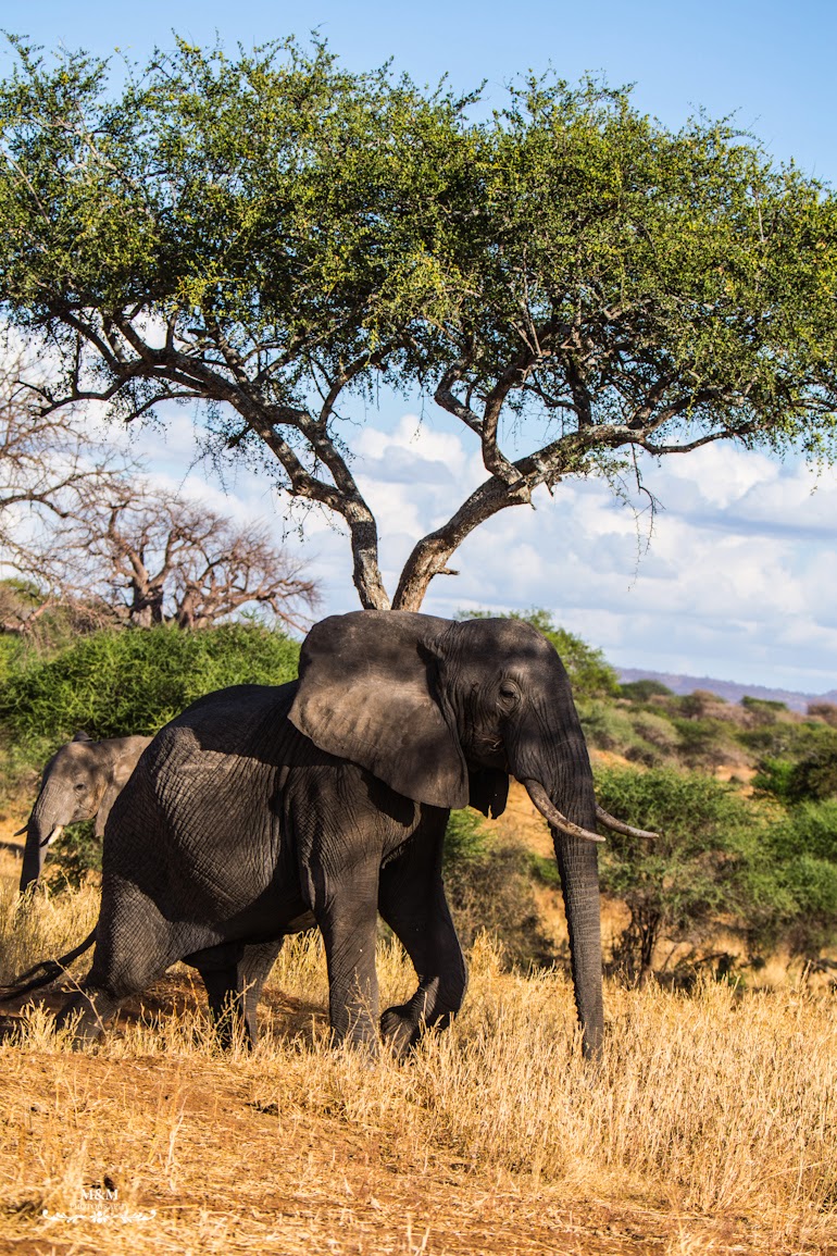 safari park tarangire tanzania 39