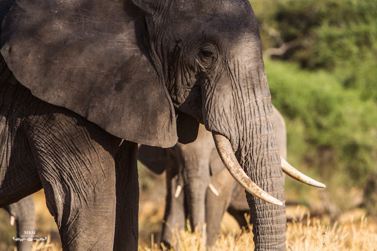safari park tarangire tanzania 40