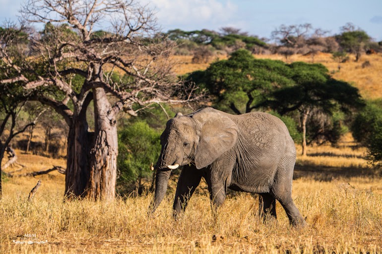 safari park tarangire tanzania 41