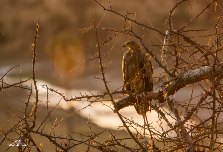 safari park tarangire tanzania 42