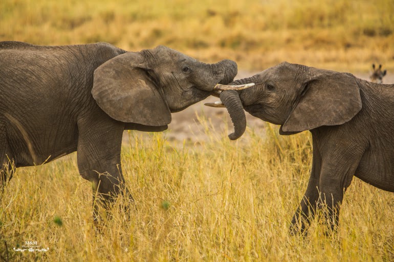 safari park tarangire tanzania 43