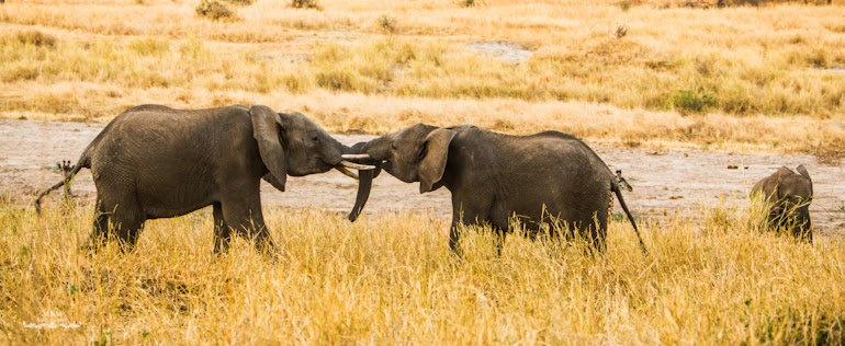 safari park tarangire tanzania 44