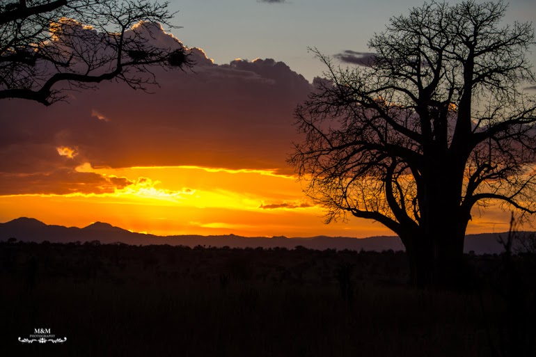 safari park tarangire tanzania 45
