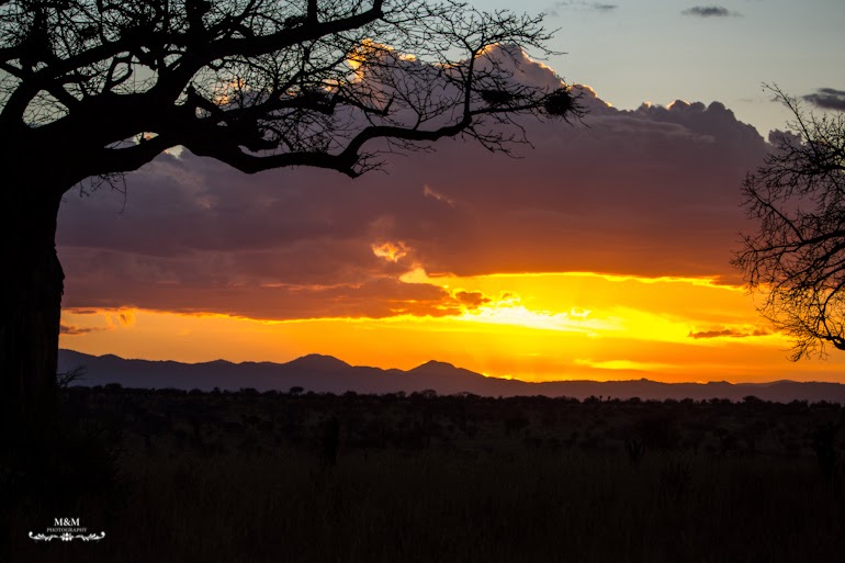 safari park tarangire tanzania 46